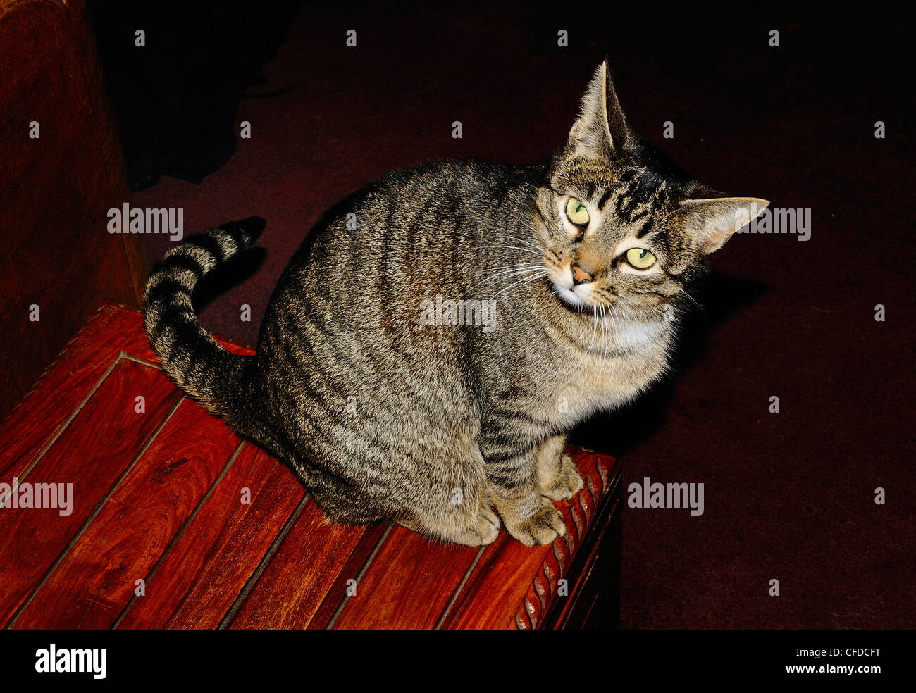 Female tabby cat called "Minnie" looking up Stock Photo Alamy