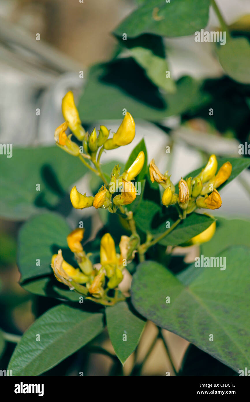 Flowers Of Red Gram, Pigeon Pea, Yellow Lentil, Pune, Maharashtra