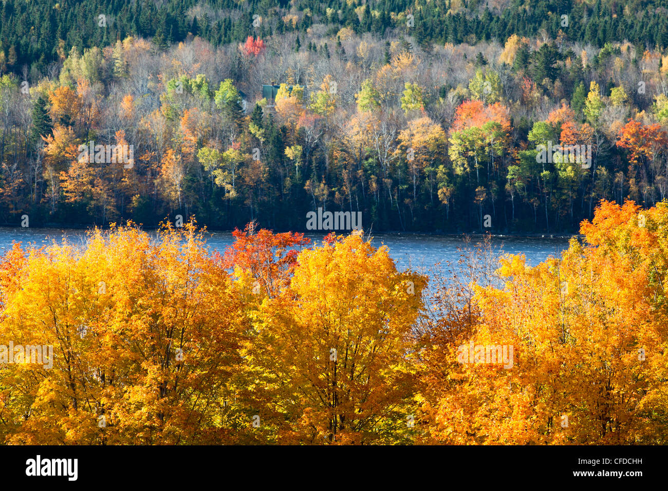 Fall foliage near Woodstock, Saint John River Valley, New Brunswick Stock Photo: 43935853 - Alamy