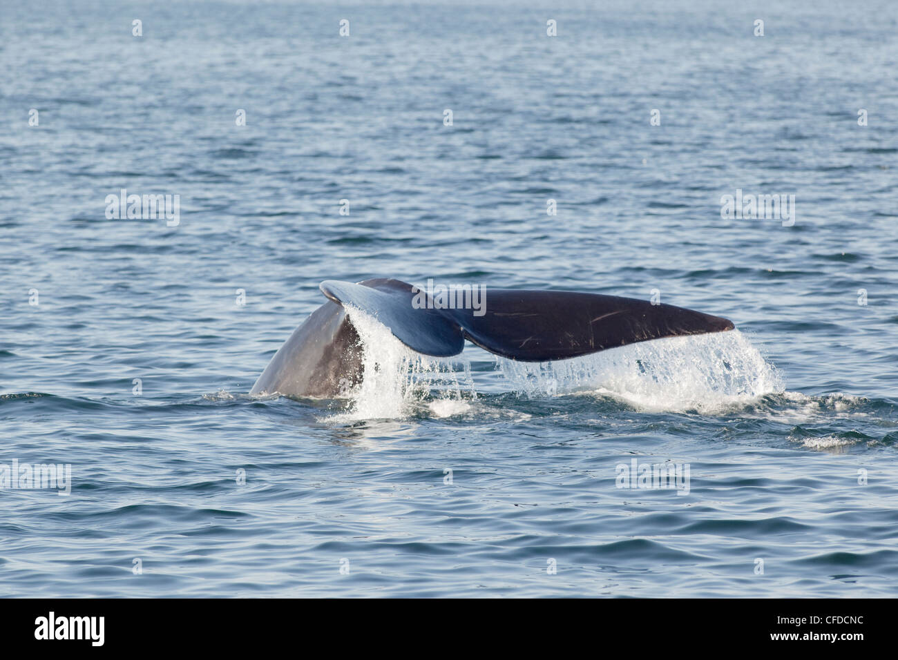 North Atlantic Right Whale Eubalaena Glacialis Off Grand Manan