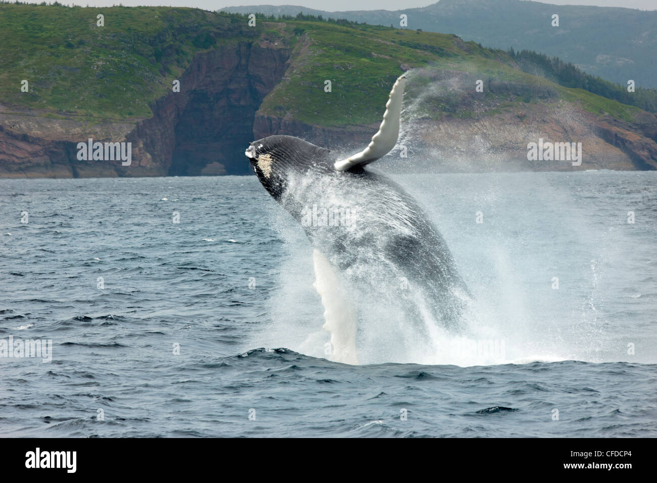 Humpback Whale (Megaptera novaeangliae) breaching, Witless Bay Ecological Reserve, Newfoundland, Canada Stock Photo