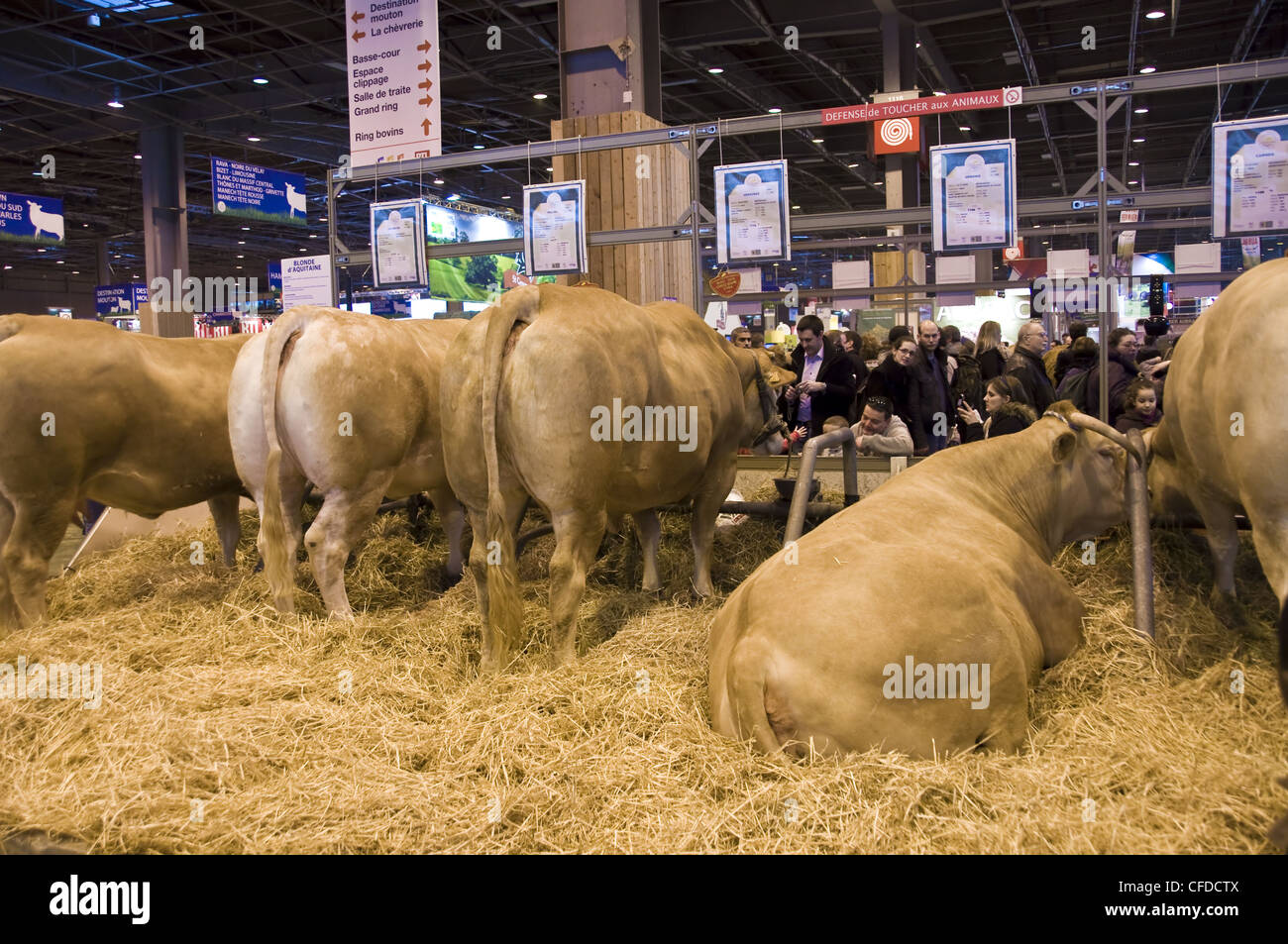 Charolaise cows at Paris International Agriculture Show - France Stock Photo