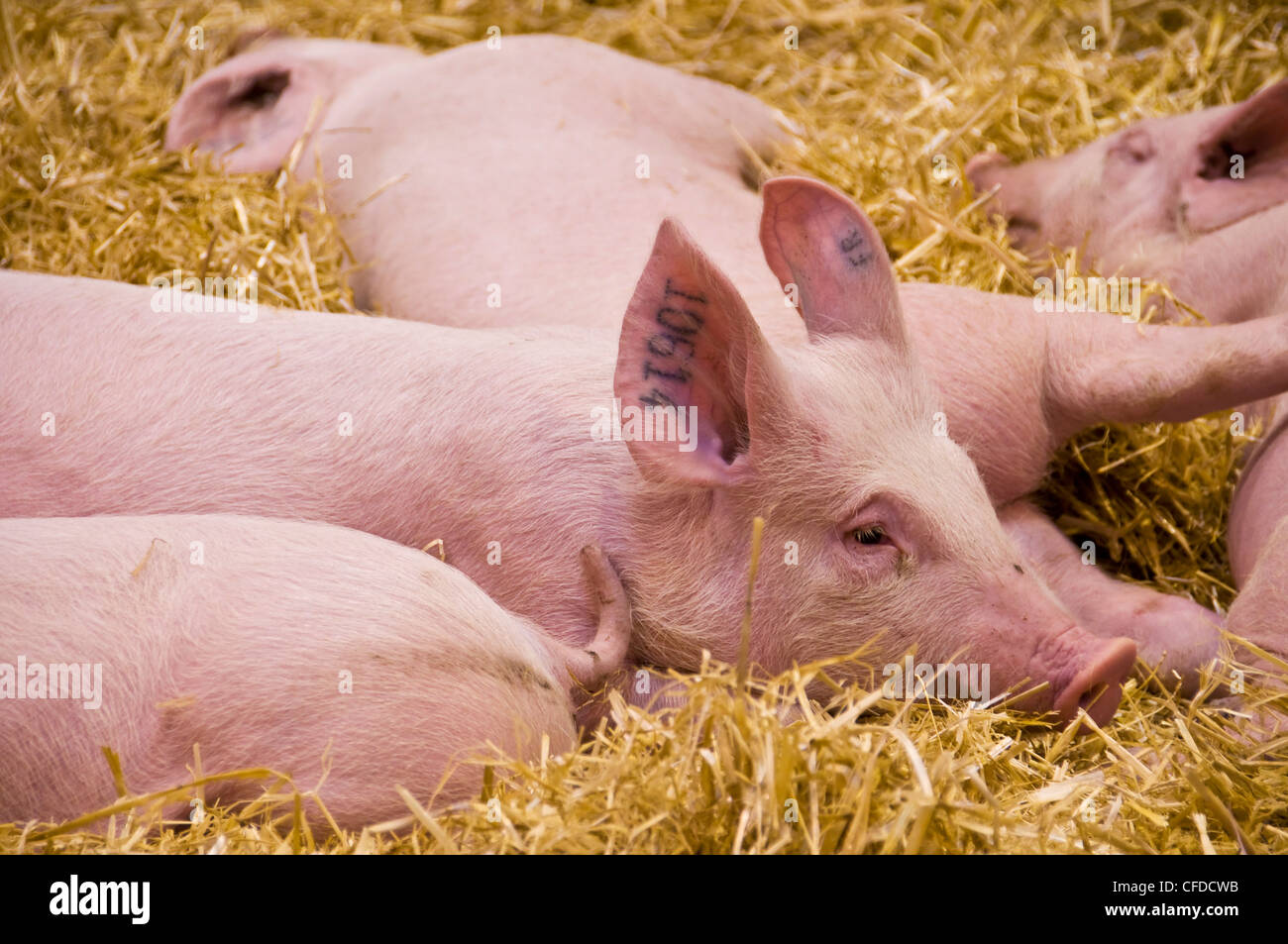 Baby pigs lying in straw at Paris International Agriculture Show - France Stock Photo