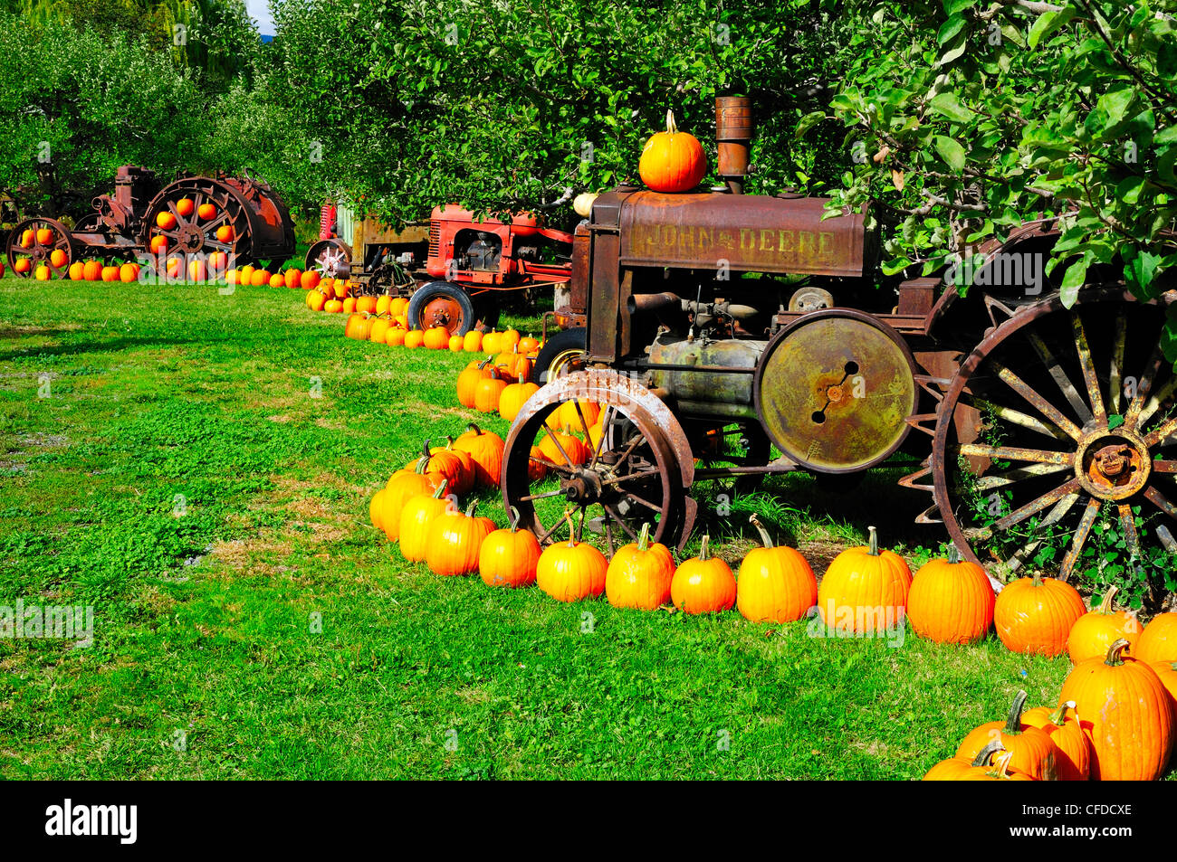 A row of old tractors and pumpkins in an orchard at Parsons Fruit Stand in Keremeos, British Columbia, Canada Stock Photo