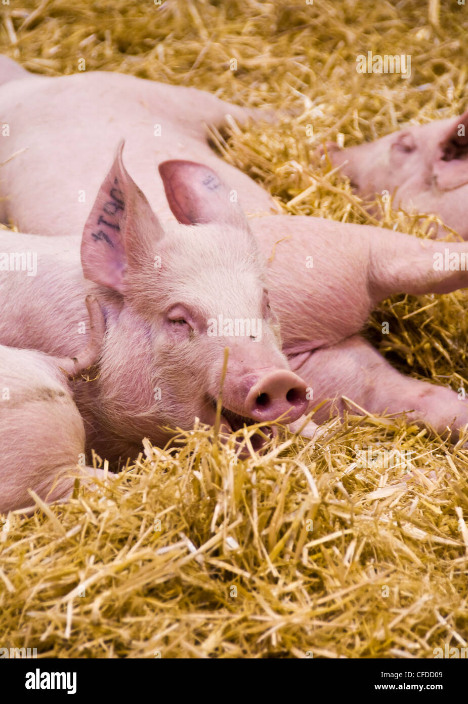 Pigs lying in straw at Paris International Agriculture Show - France Stock Photo