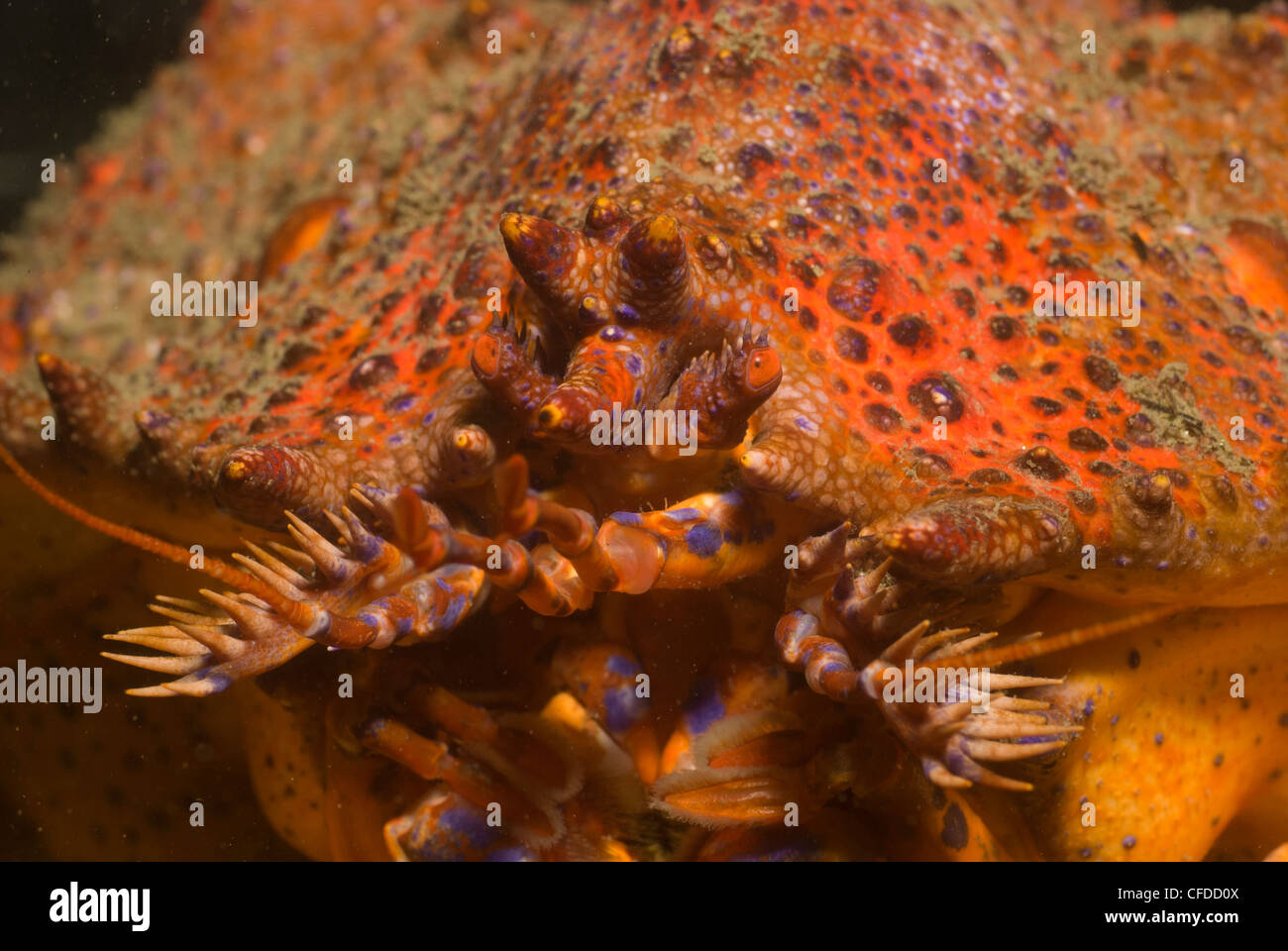 Detail of a box crab at Ogden Point Breakwater, Victoria, British