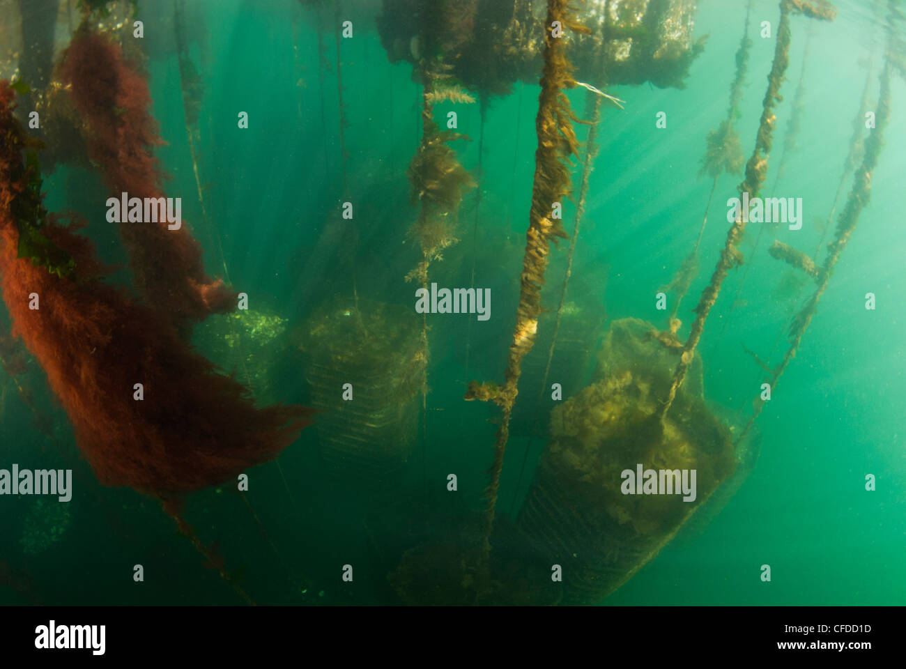 Oyster farm under water hires stock photography and images Alamy