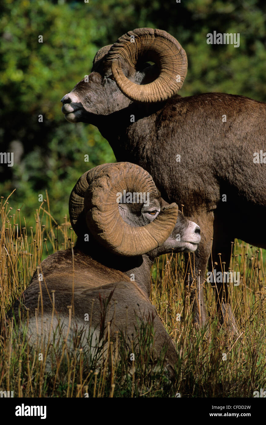 Bighorn Sheep (Ovis canadensis) Males, Alberta, Canada. Stock Photo