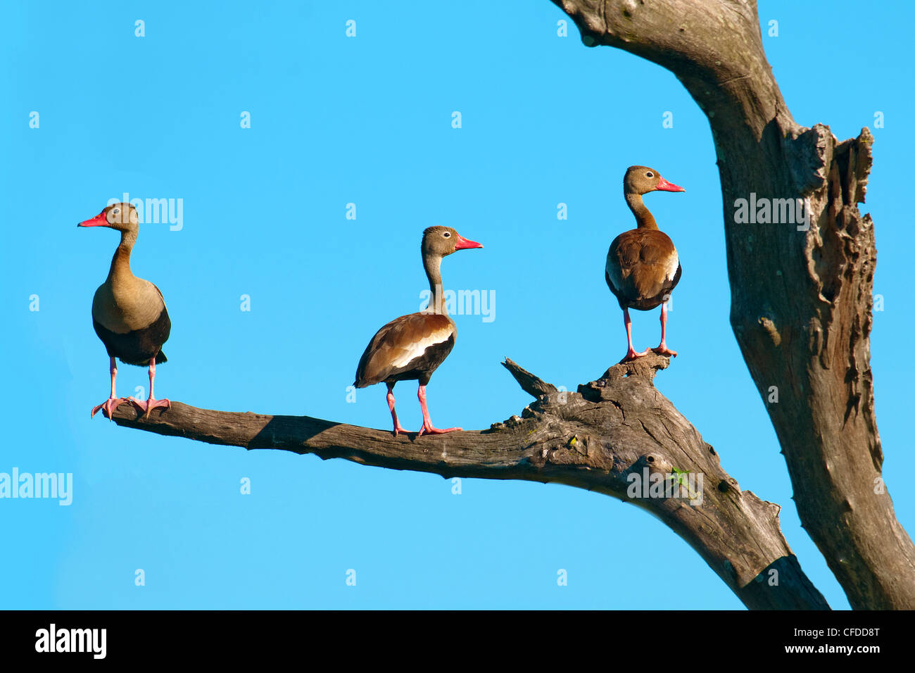 Black-bellied whistling ducks (Dendrocygna autumnalis), Pantanal wetlands, Southwestern Brazil, South America Stock Photo