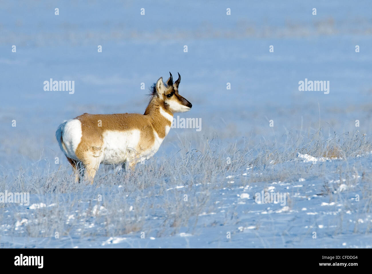Pronghorn buck (Antilocapa americana) in late Winter, prairie Alberta, Western Canada Stock Photo