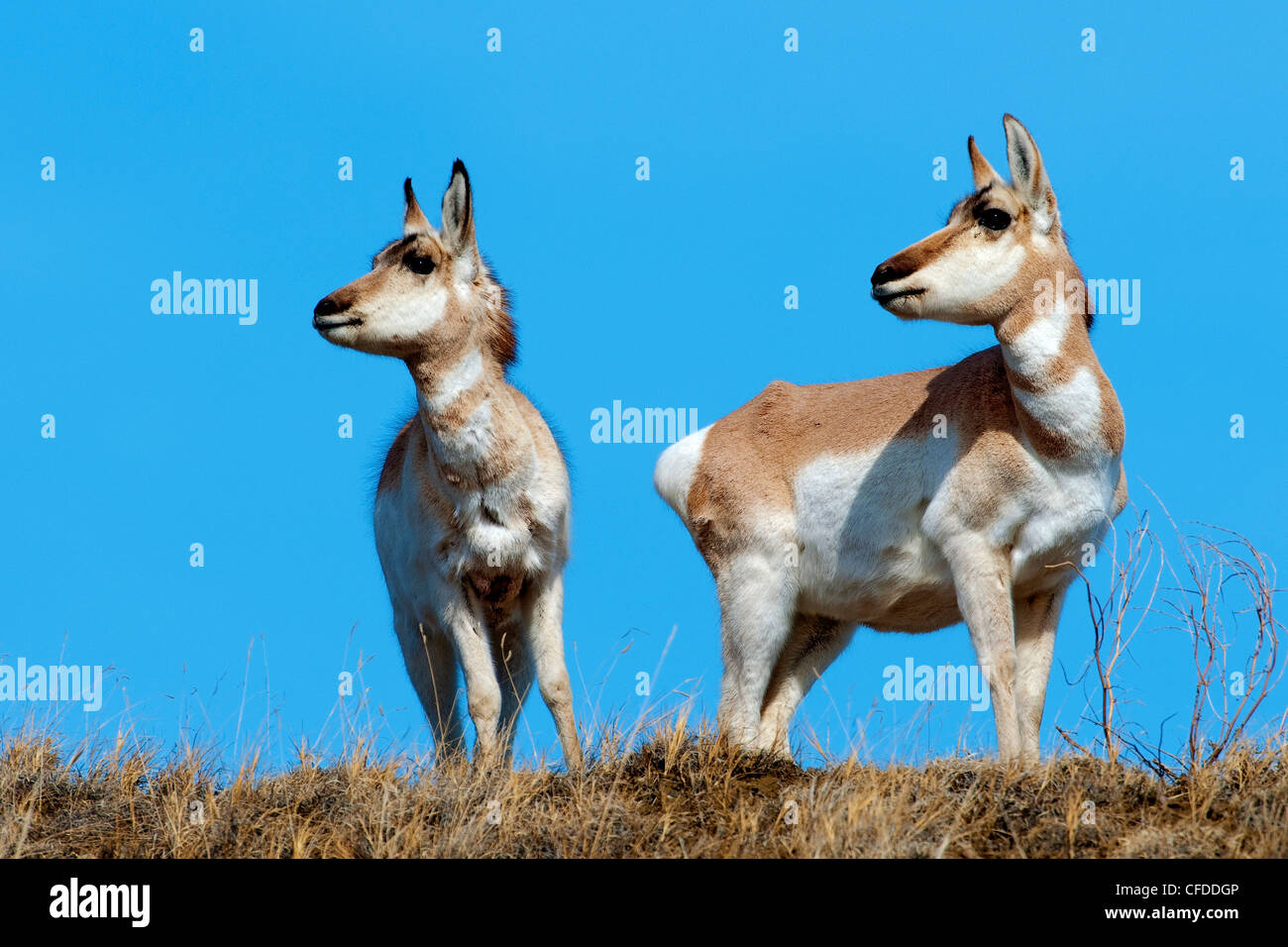 Pronghorn does (Antilocapa americana) in late Winter, prairie Alberta, Western Canada Stock Photo