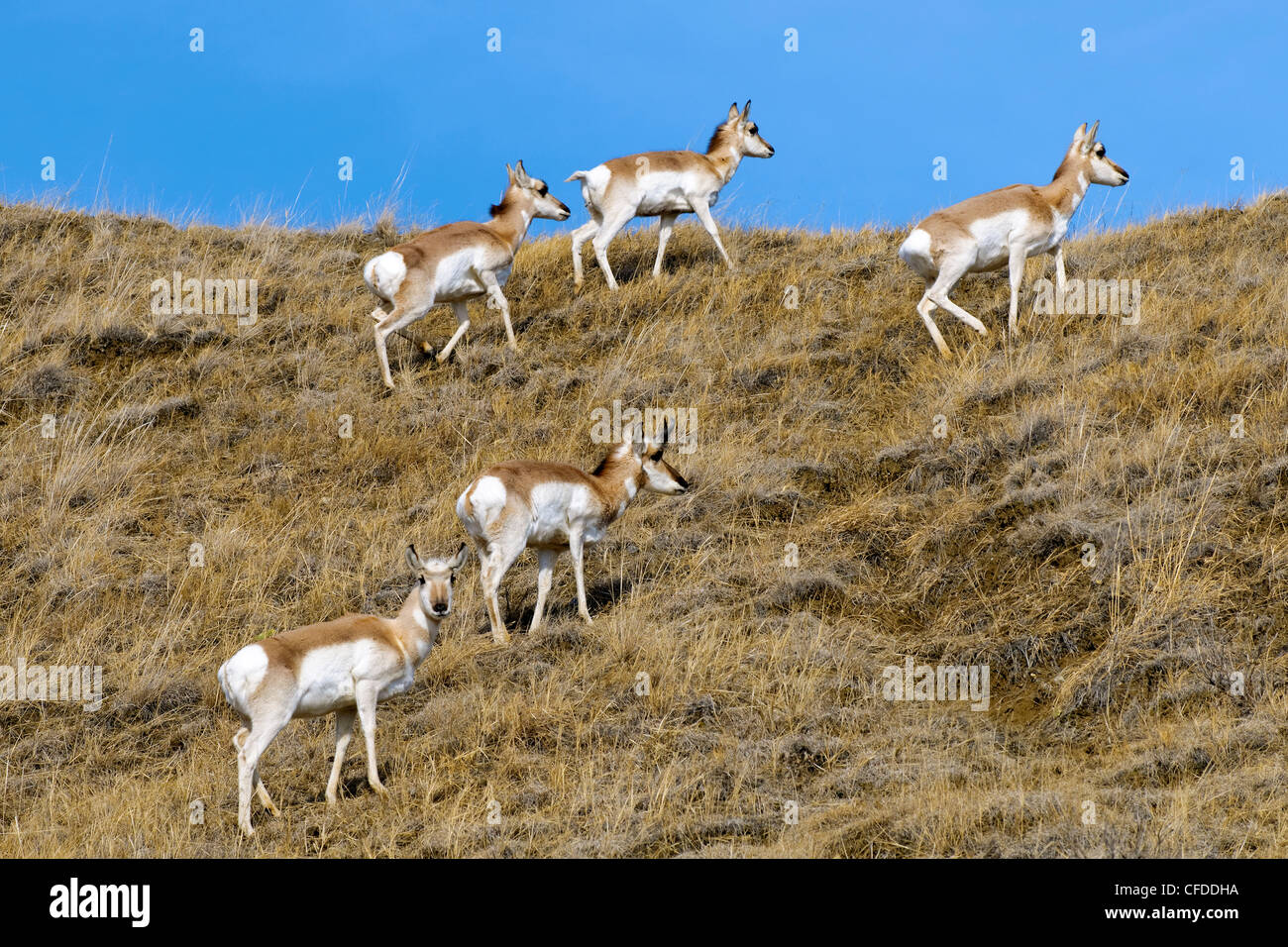 Pronghorn (Antilocapa americana) herd in late Winter, prairie Alberta, Western Canada Stock Photo
