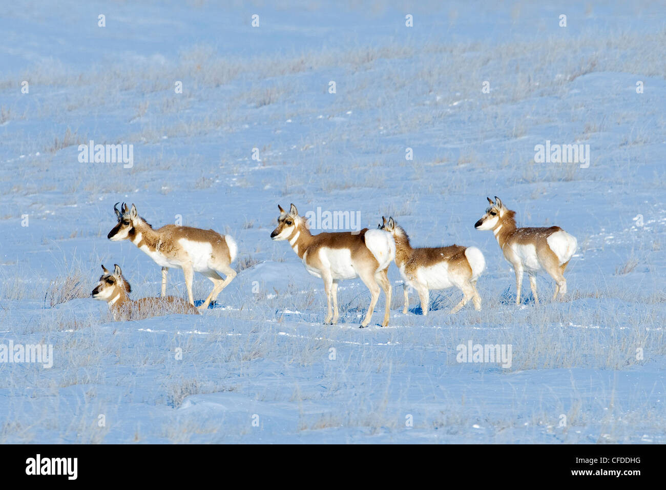 Pronghorn (Antilocapa americana) herd in winter , prairie Alberta, Western Canada Stock Photo