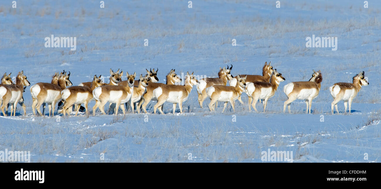 Pronghorn (Antilocapa americana) herd in winter , prairie Alberta, Western Canada Stock Photo