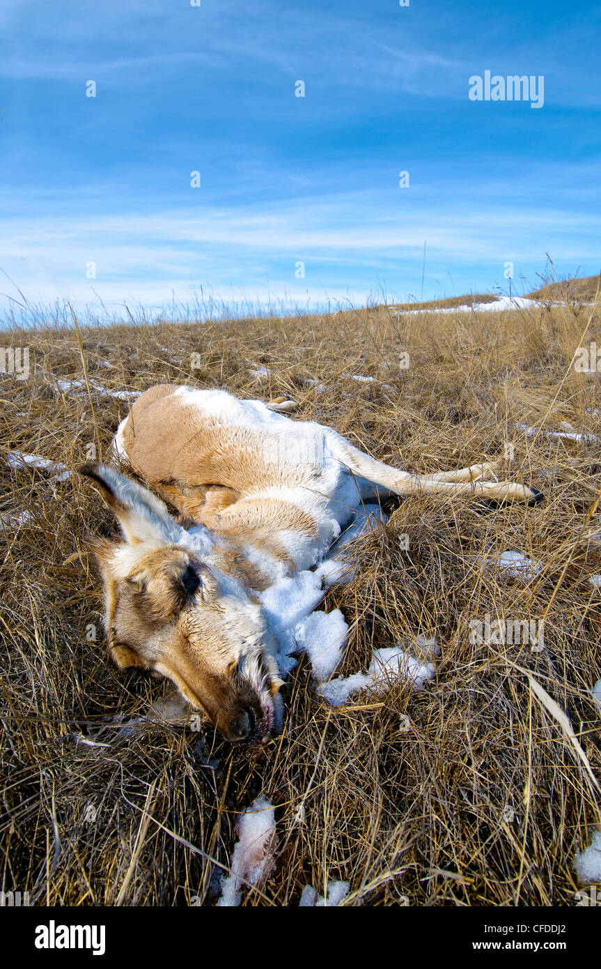 Pronghorn (Antilocapa americana) starvation mortality in late Winter, prairie Alberta, Western Canada Stock Photo