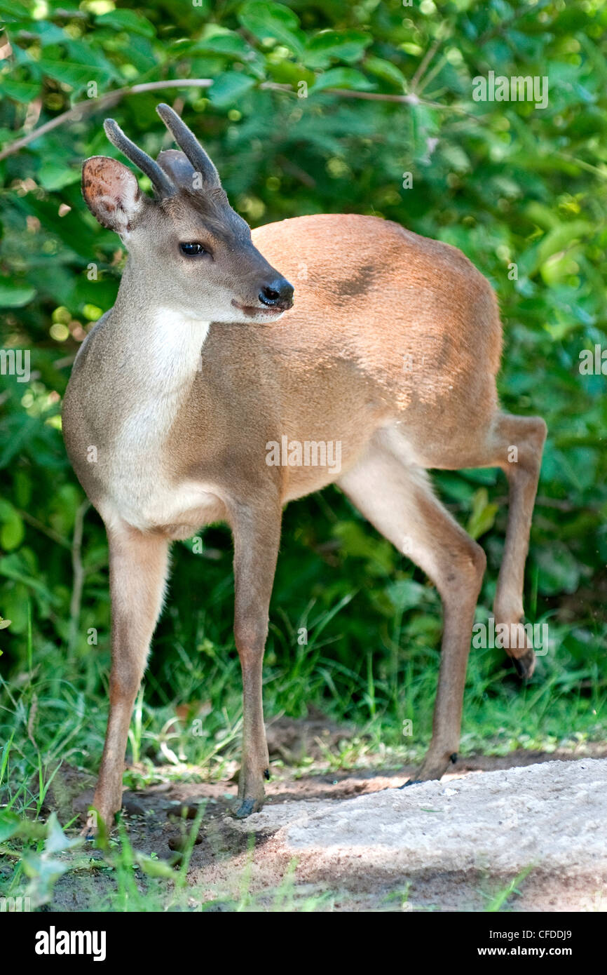 Red brocket deer (Mazama americana), Pantanal wetlands, Southwestern Brazil, South Amercia Stock Photo