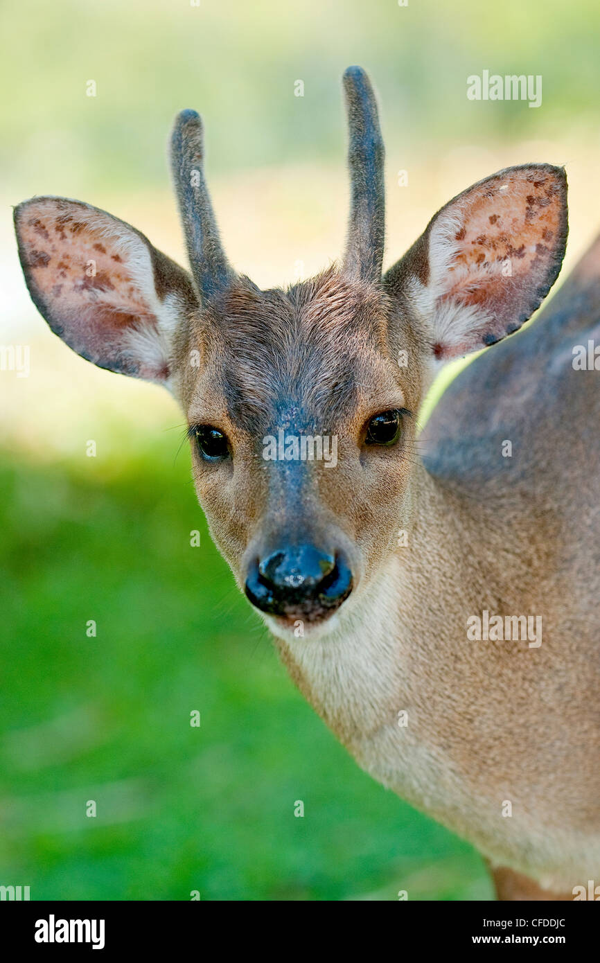 Red brocket deer (Mazama americana), Pantanal wetlands, Southwestern Brazil, South Amercia Stock Photo