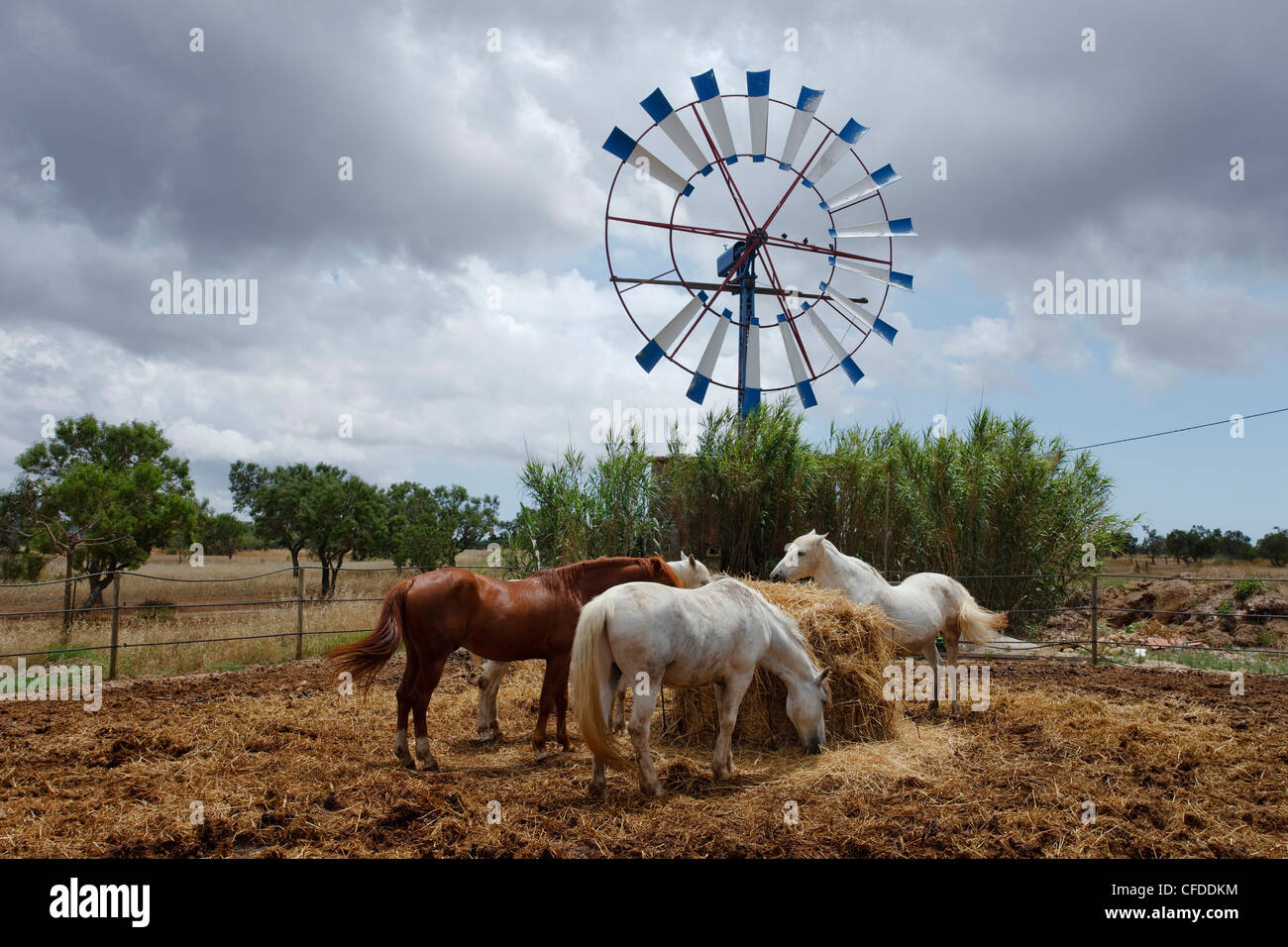 Horses, wind wheel, near Campos, Mallorca, Balearic Islands, Spain, Europe Stock Photo