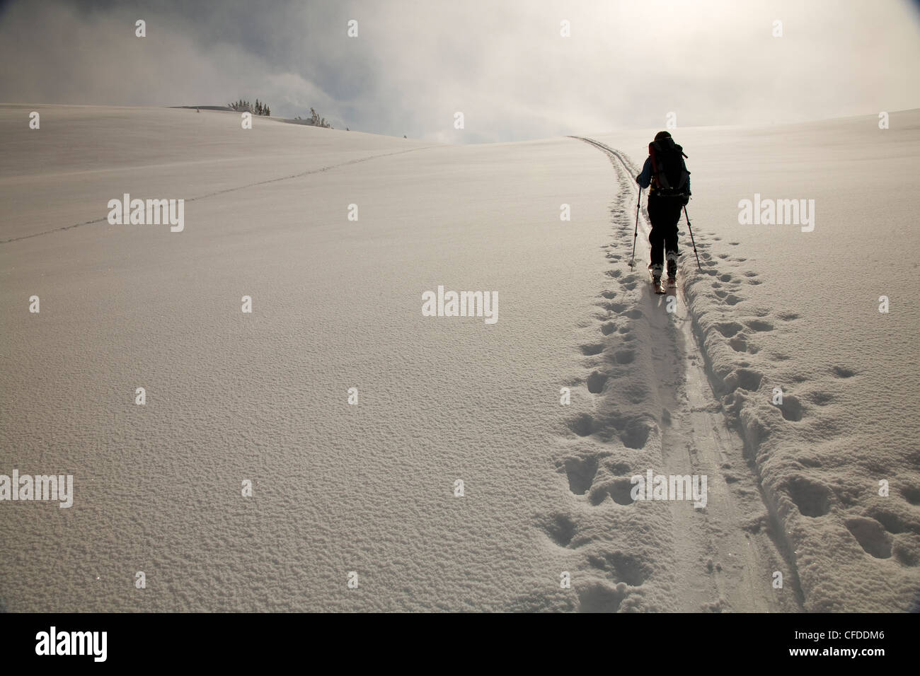 A silhouette of a female backcountry skier skinning along a track in the snow. Stock Photo