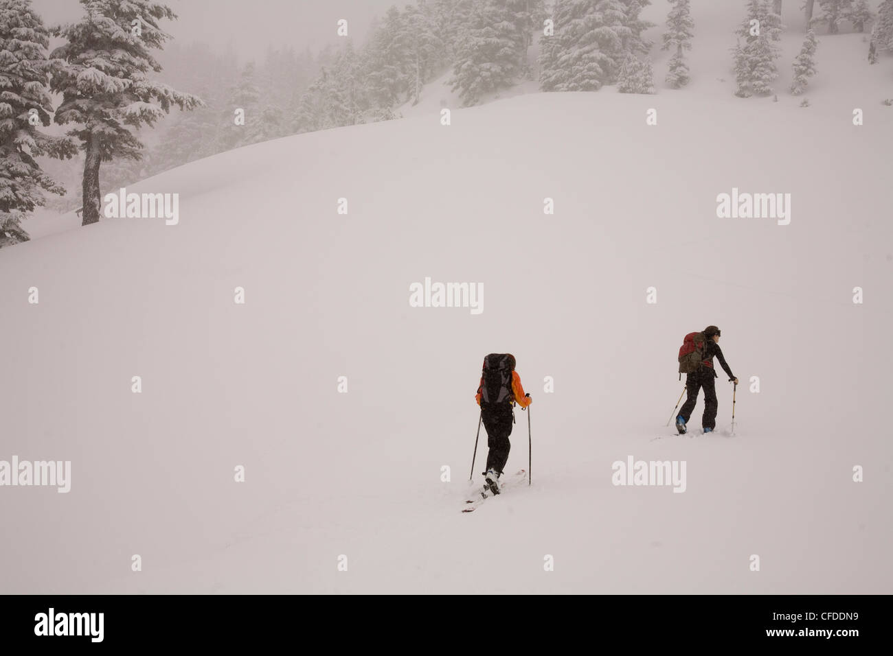 Two female backcountry skiers skin up into the mountains near Mount Baker. Stock Photo