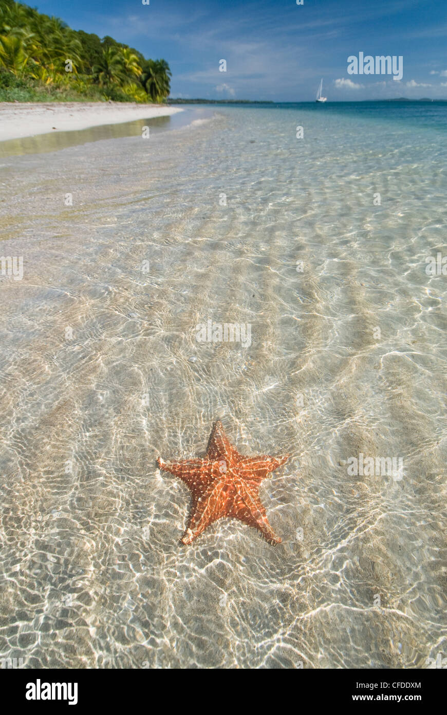Starfish beach, Bocas Del Drago, Isla Colon, Bocas Del Toro, Panama