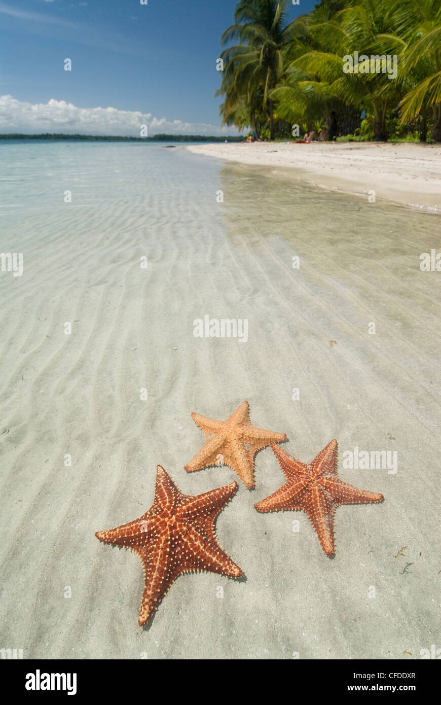 Starfish Beach, Bocas Del Drago, Isla Colon, Bocas Del Toro, Panama