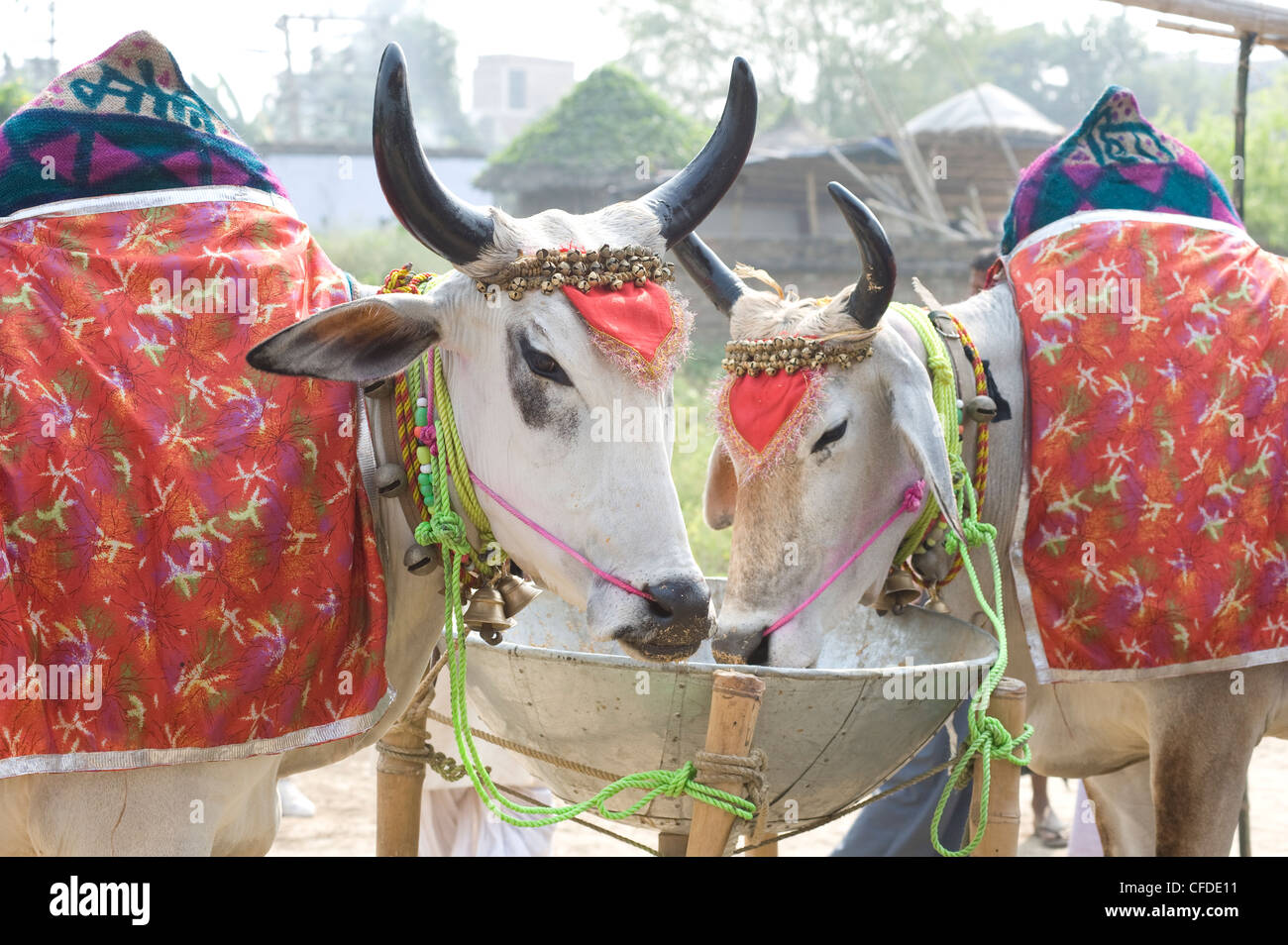 Two white cows, decorated with cloth and bells, for sale at the annual Sonepur Cattle Fair near Patna, Bihar, India, Asia Stock Photo