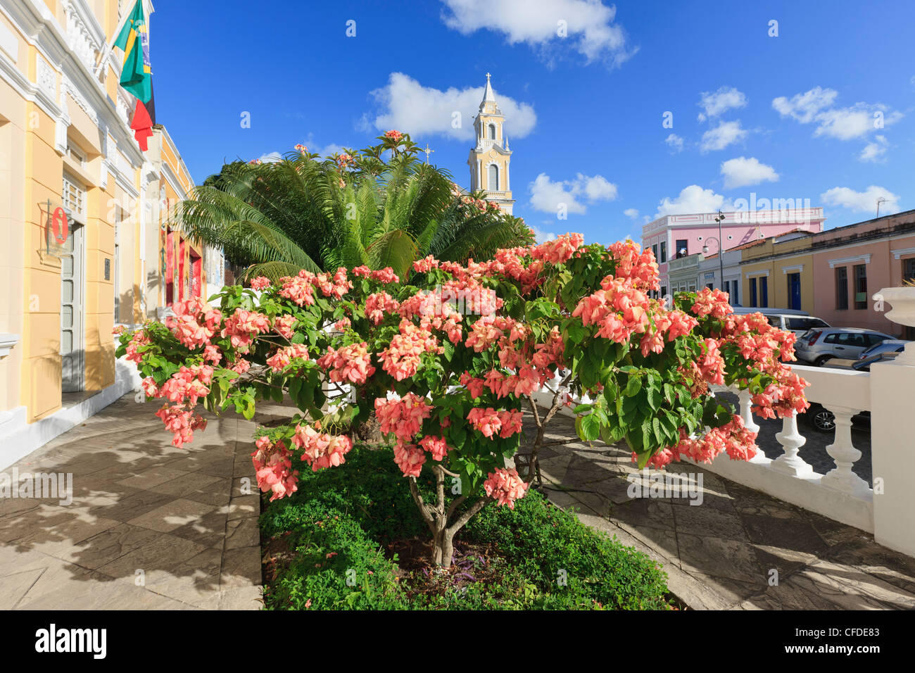 Mussaenda rosa, mussaenda alicia, Hotel Globo and Spanish Consulate, Joao Pessoa, Paraiba, Brazil, Brasil Stock Photo