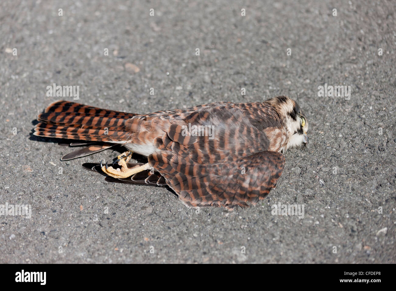 Dead hawk on ground hires stock photography and images Alamy