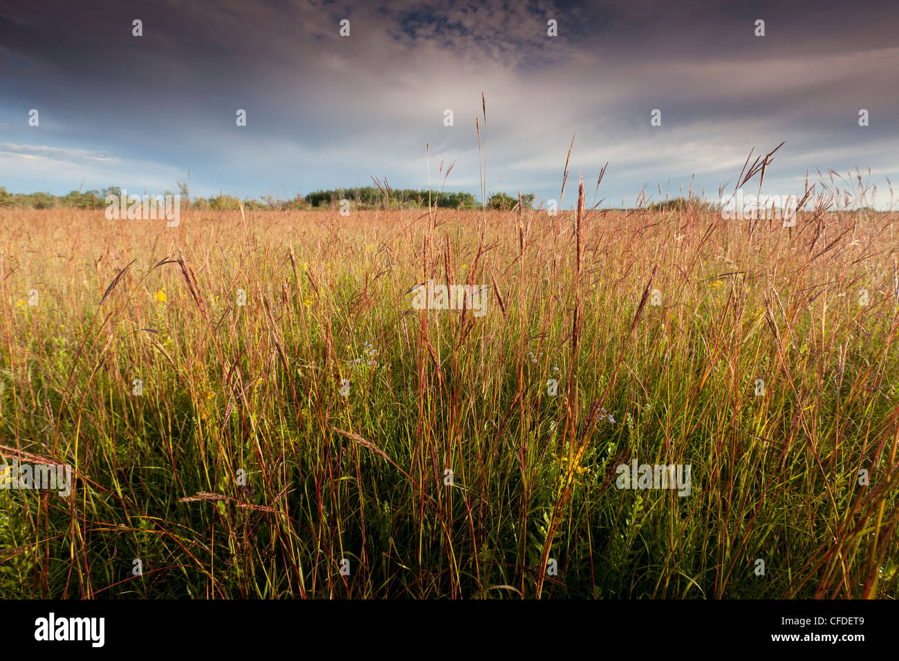 Tall native grasses such big Bluestem Turkey Foot Stock Photo