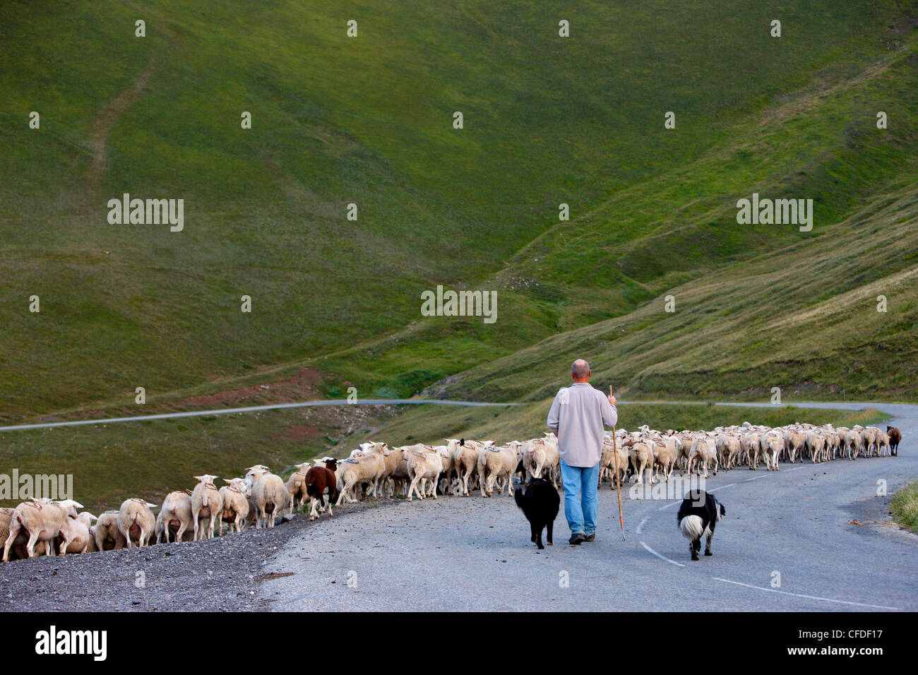 Shepherd in French Alps, La Salette, Isere, France, Europe Stock Photo