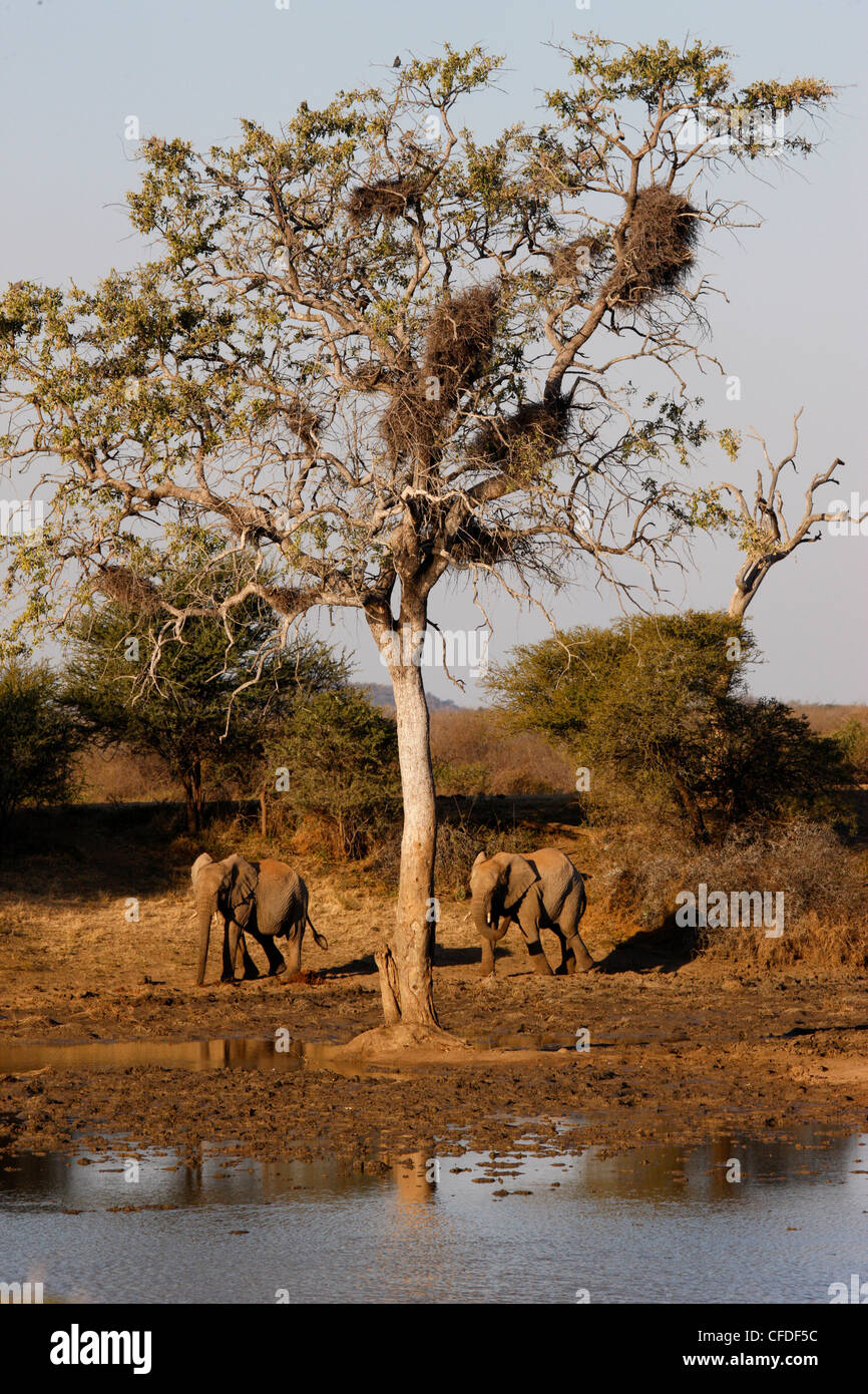 African elephants, Madikwe game reserve, Madikwe, South Africa, Africa Stock Photo