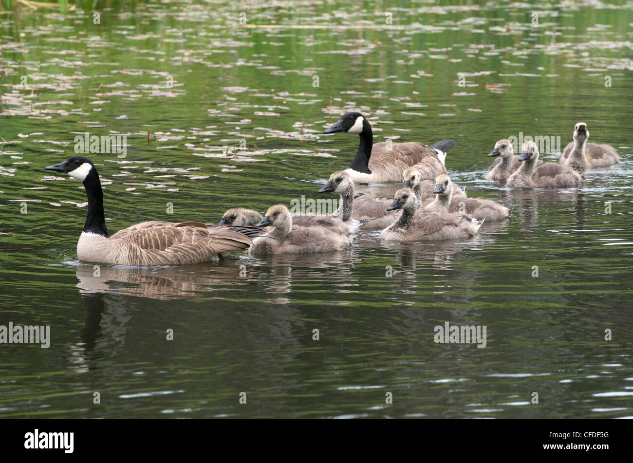 CanadGoose parent young goslings swimming pond Stock Photo