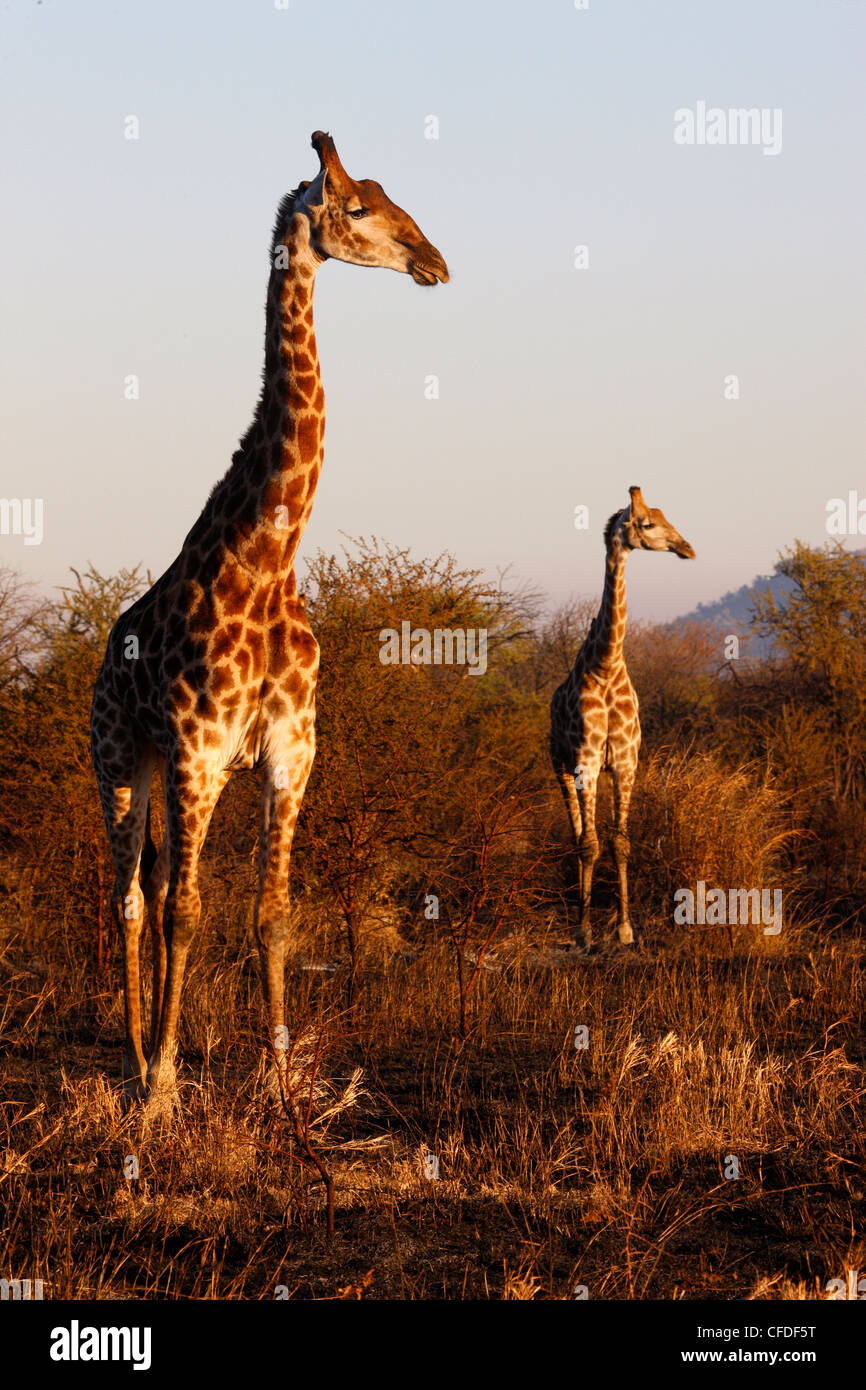 Giraffes, Madikwe game reserve, Madikwe, South Africa, Africa Stock Photo