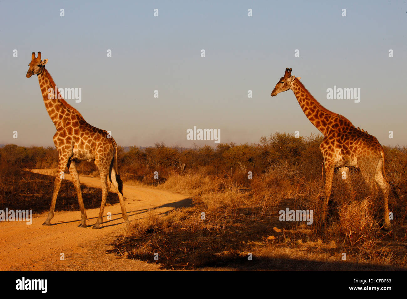 Giraffes, Madikwe game reserve, Madikwe, South Africa, Africa Stock Photo