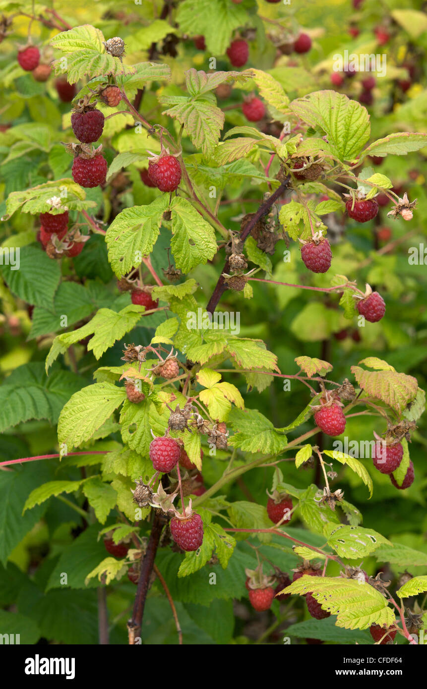 Cultivated Raspberries Cultivated raspberries Stock Photo