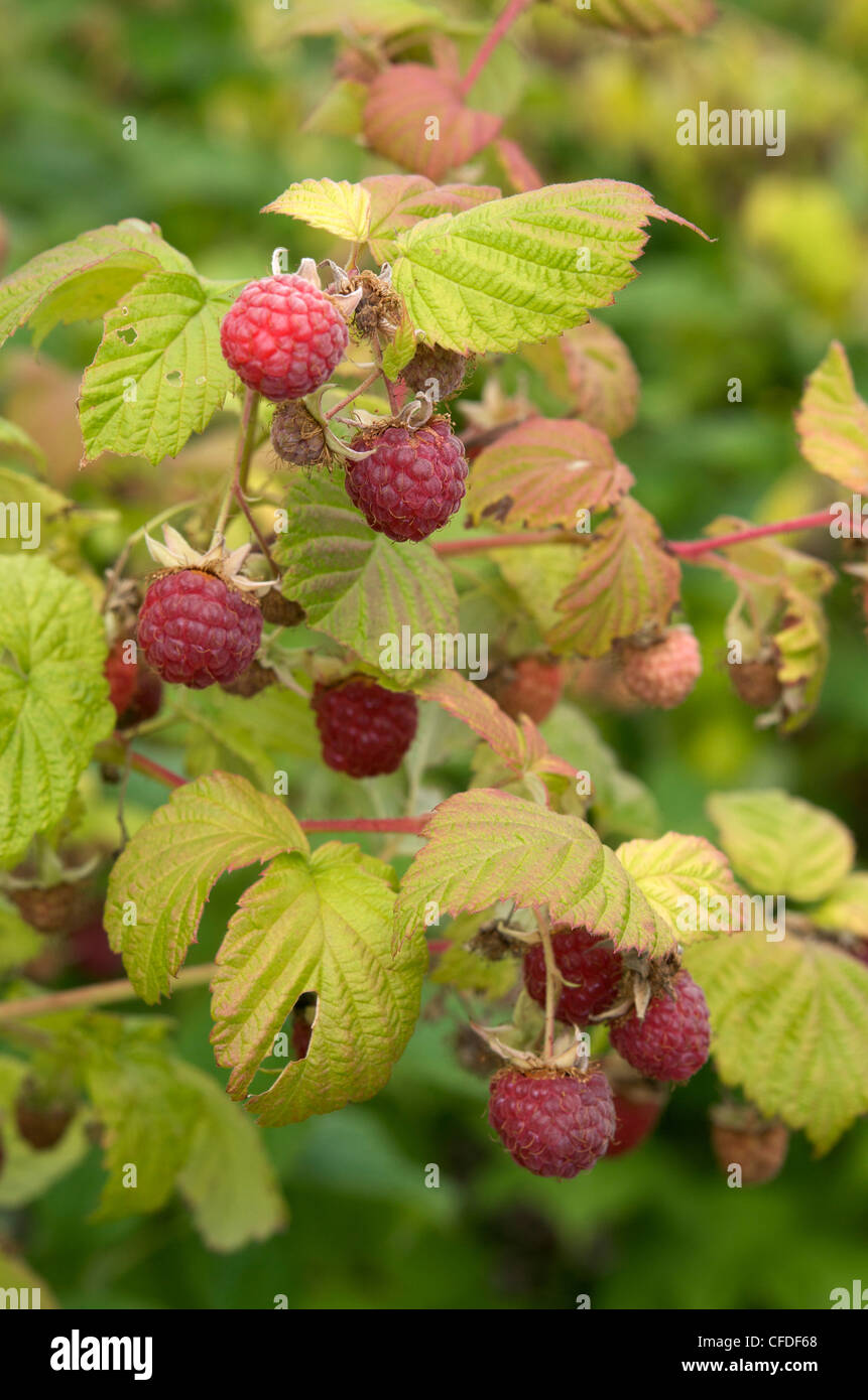 Cultivated Raspberries Cultivated raspberries Stock Photo