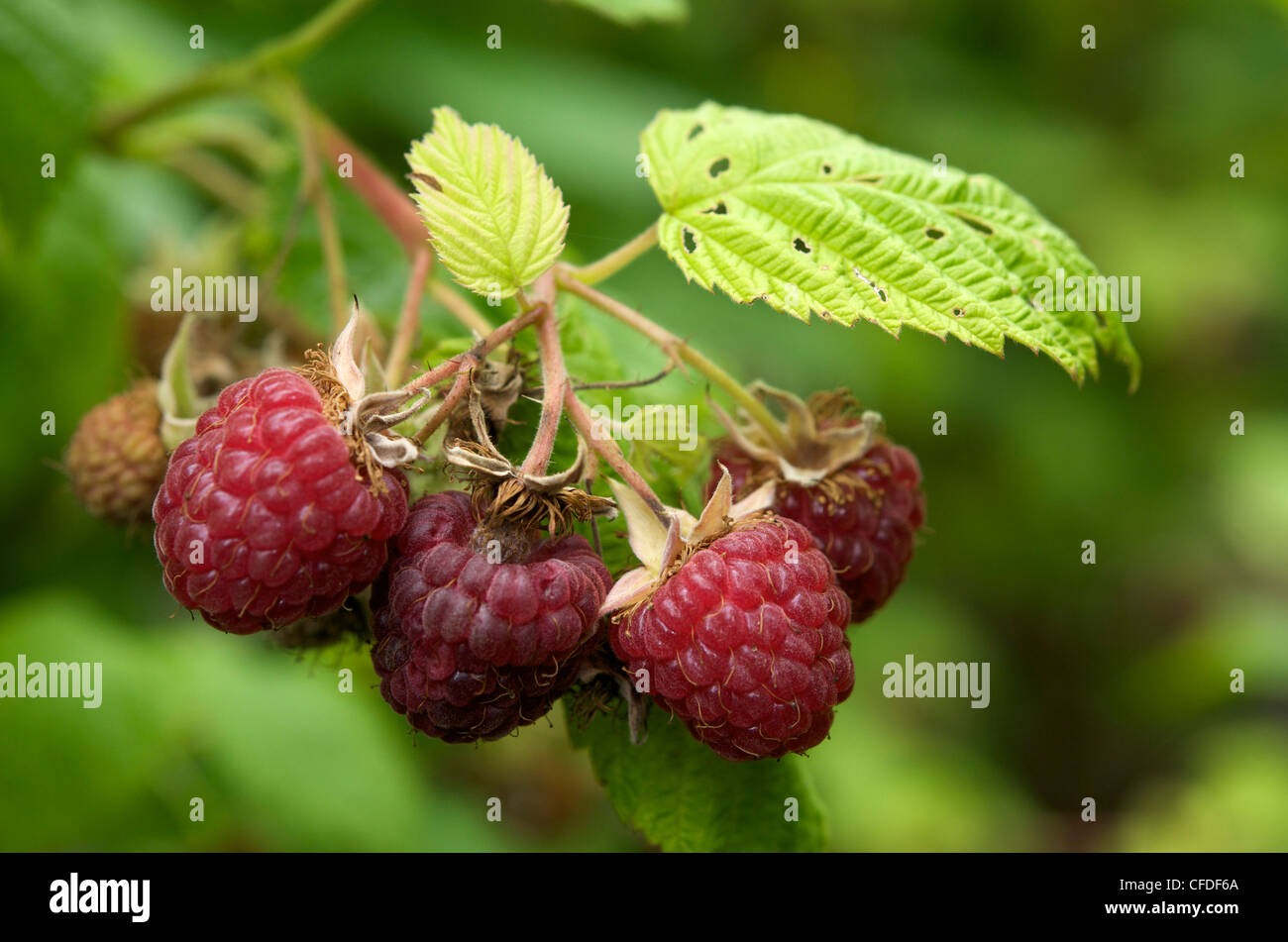 Cultivated Raspberries Cultivated raspberries Stock Photo