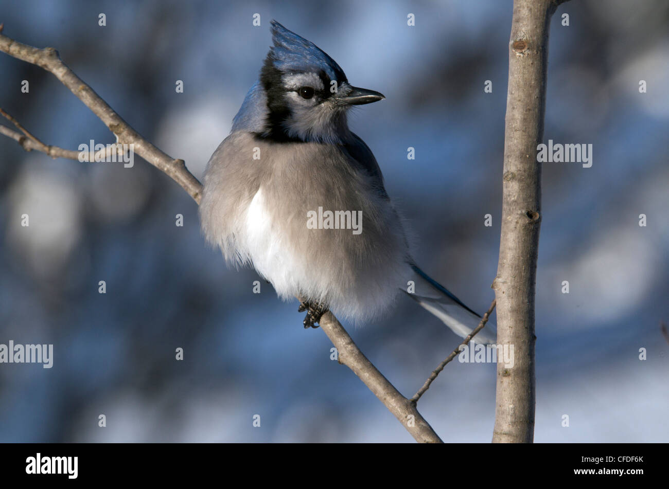 The Blue Jay Cyanocittcristata Passerine bird Stock Photo