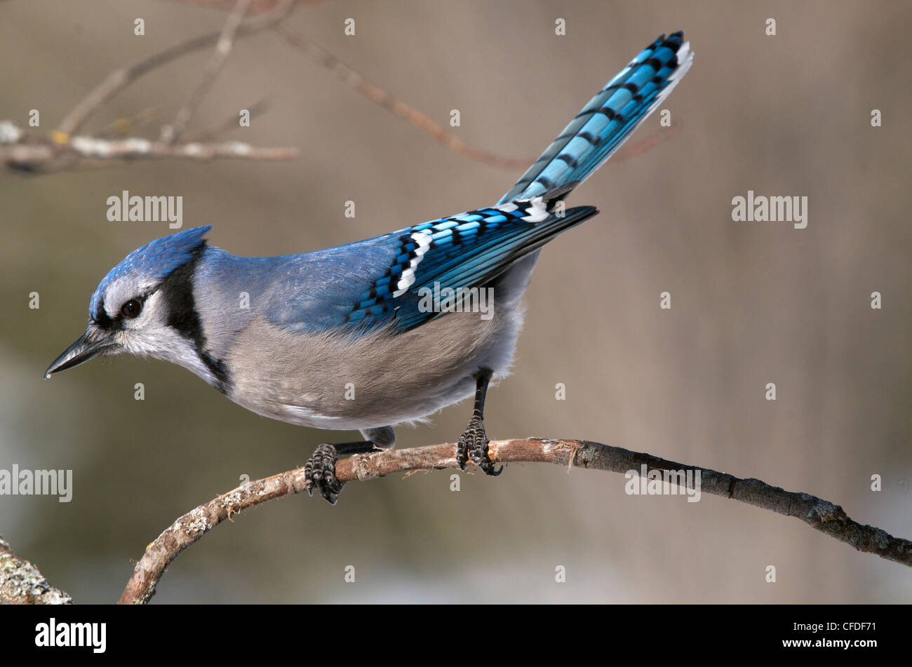 Steller blue jay hi-res stock photography and images - Alamy