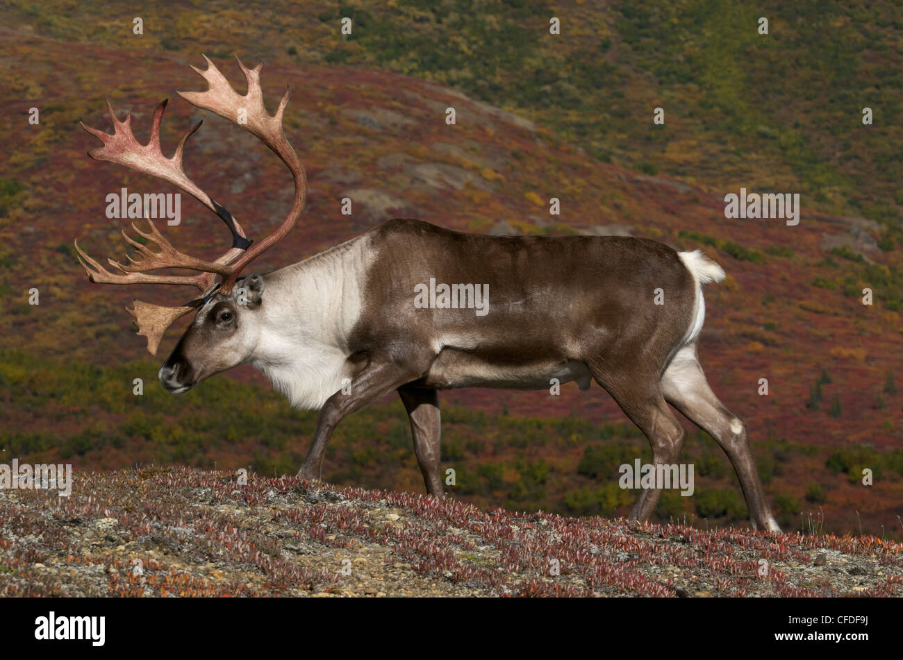 Barren-ground bull caribou antlers high Stock Photo