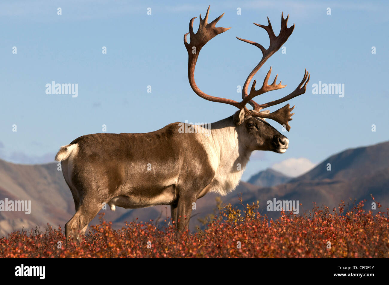 Barren-ground bull caribou antlers high Stock Photo - Alamy