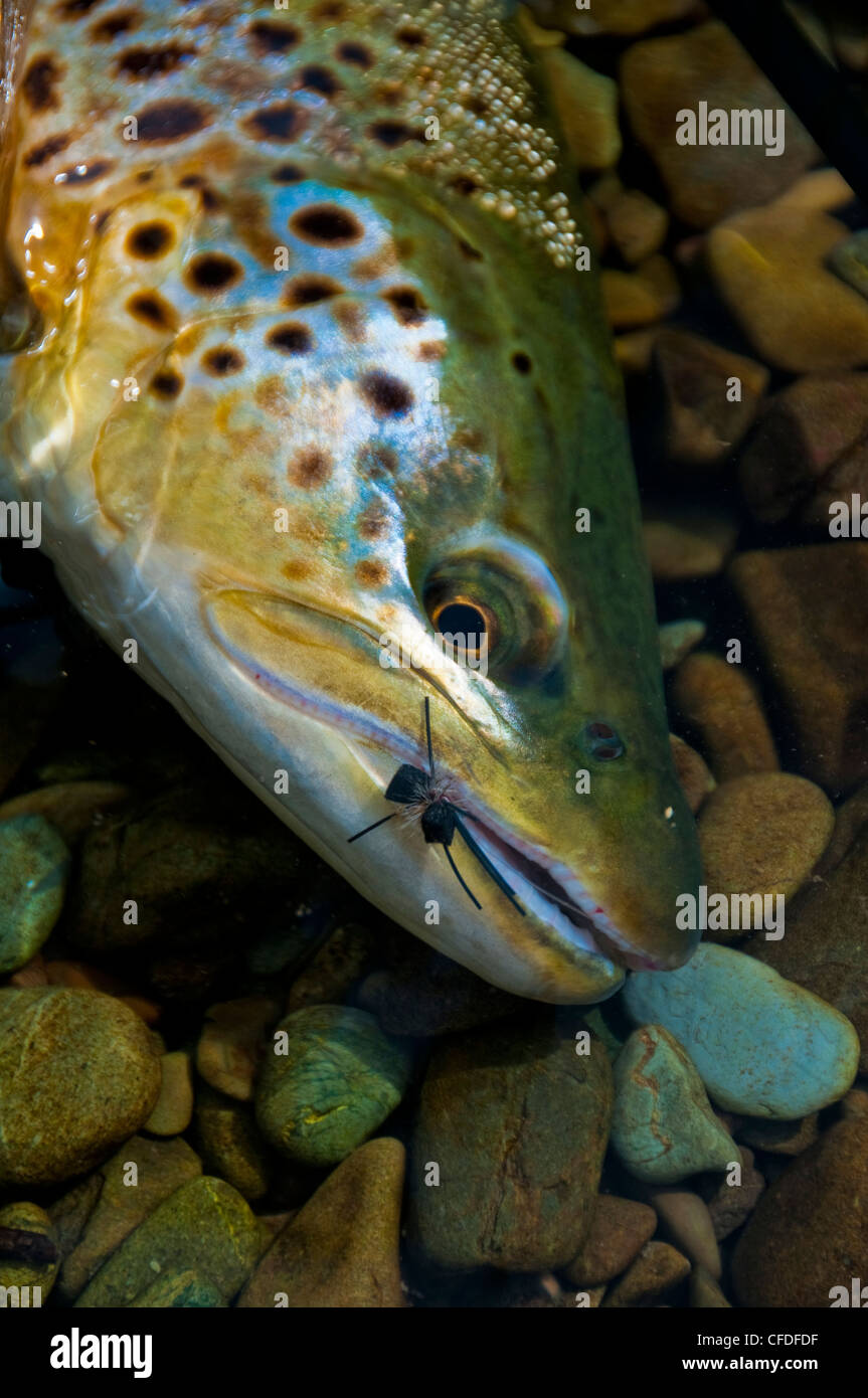 Brown trout with artificial fly hooked in mouth Stock Photo Alamy