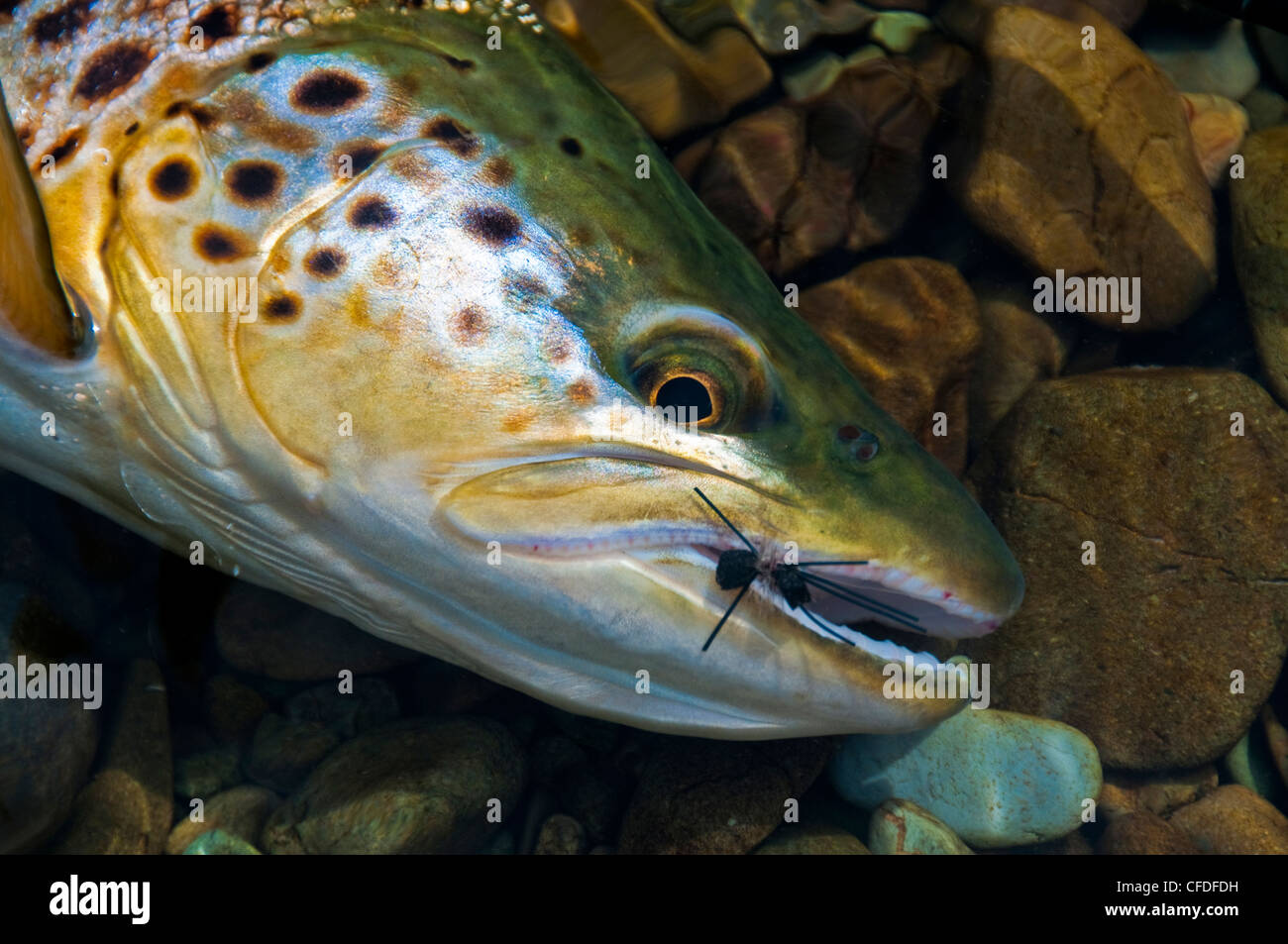 Brown trout with artificial fly hooked in mouth Stock Photo Alamy