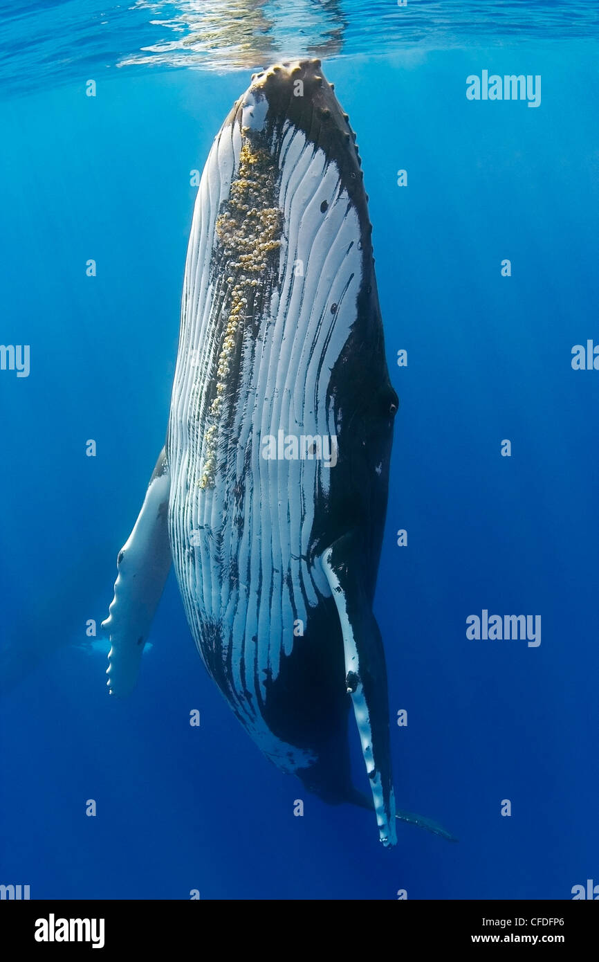 humpback whale, Megaptera novaeangliae, Hawaii, USA, Pacific Ocean Stock Photo