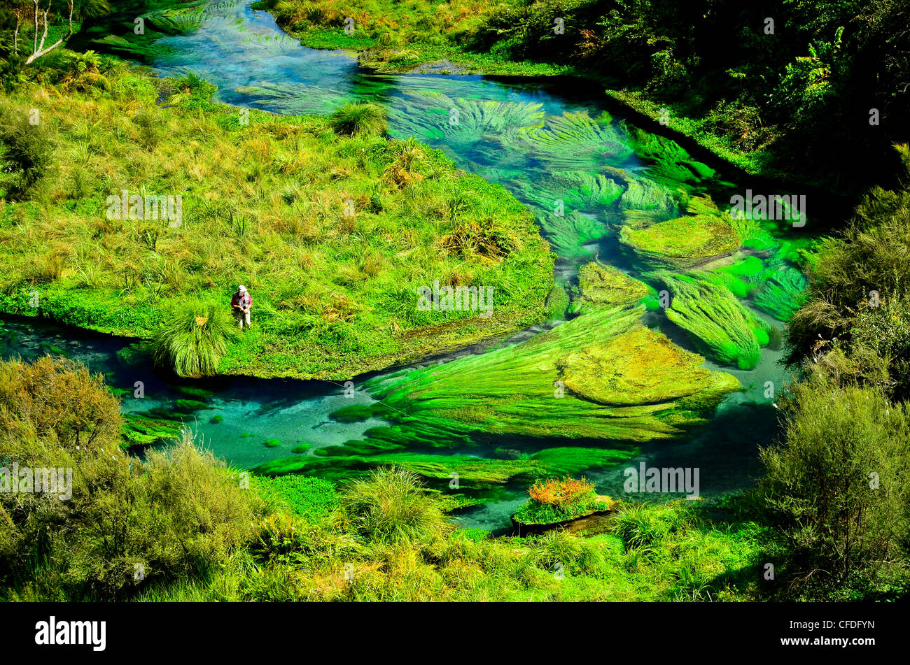 Man fly fishing, Waihou River, Spring Creek, North Island New Zealand Stock  Photo - Alamy