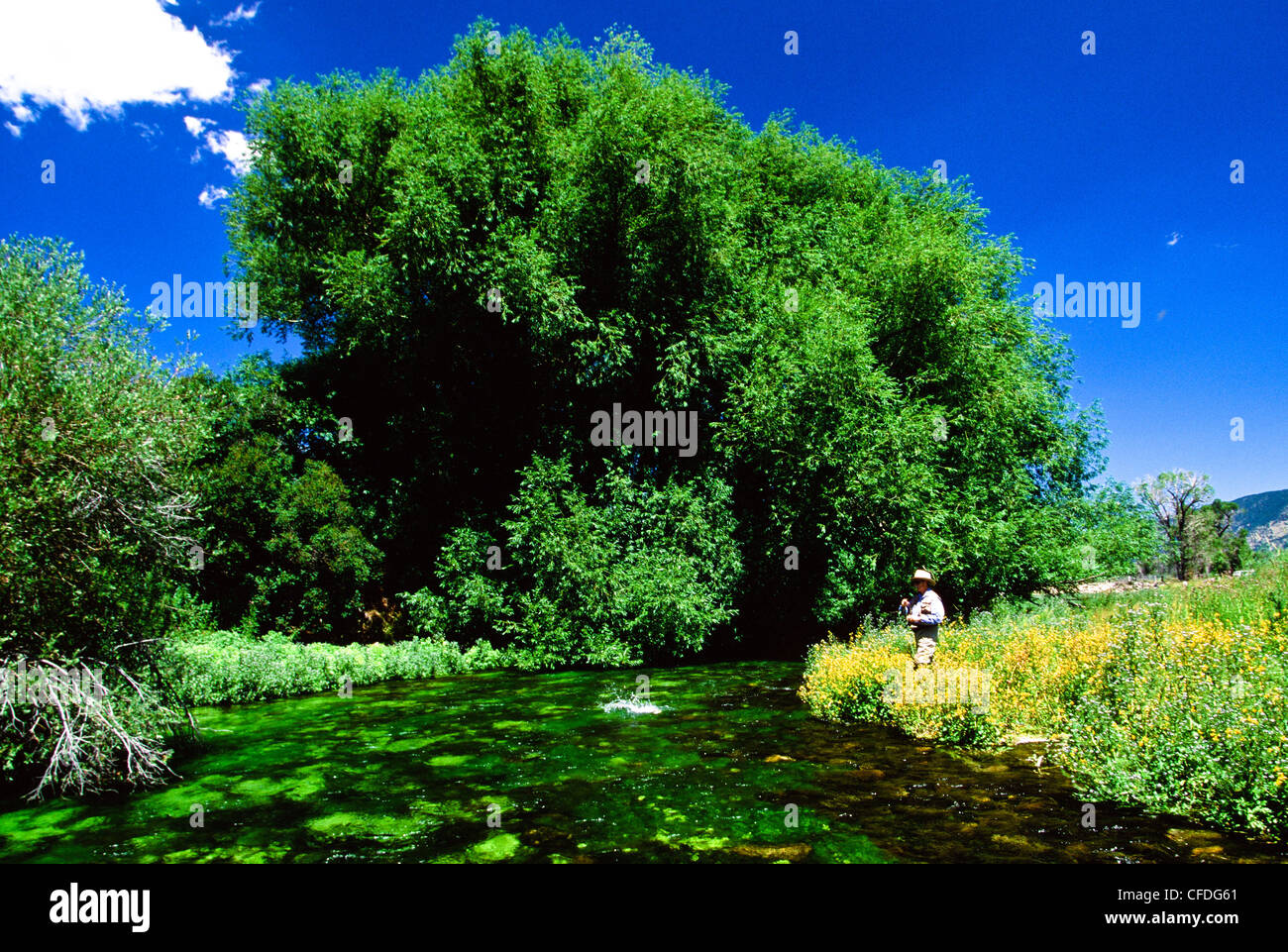 Man fly fishing, Armstrong Spring Creek, Montana, United States of
