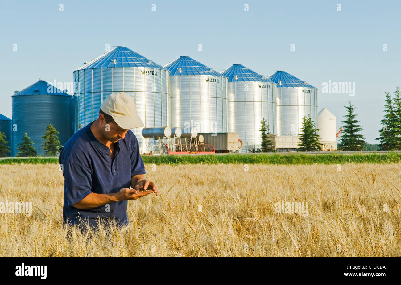 a farmer looks at his mature wheat, grain bins(silos) in the background