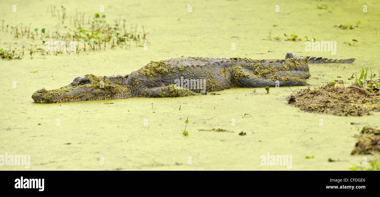 Alligator at Brazos Bend State Park, Texas, United States of America Stock Photo