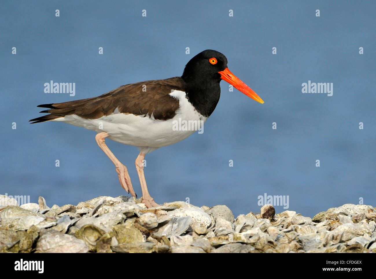 American Oystercatcher (Haematopus palliatus) on oyster bed, Rockport, Texas, United States of America Stock Photo